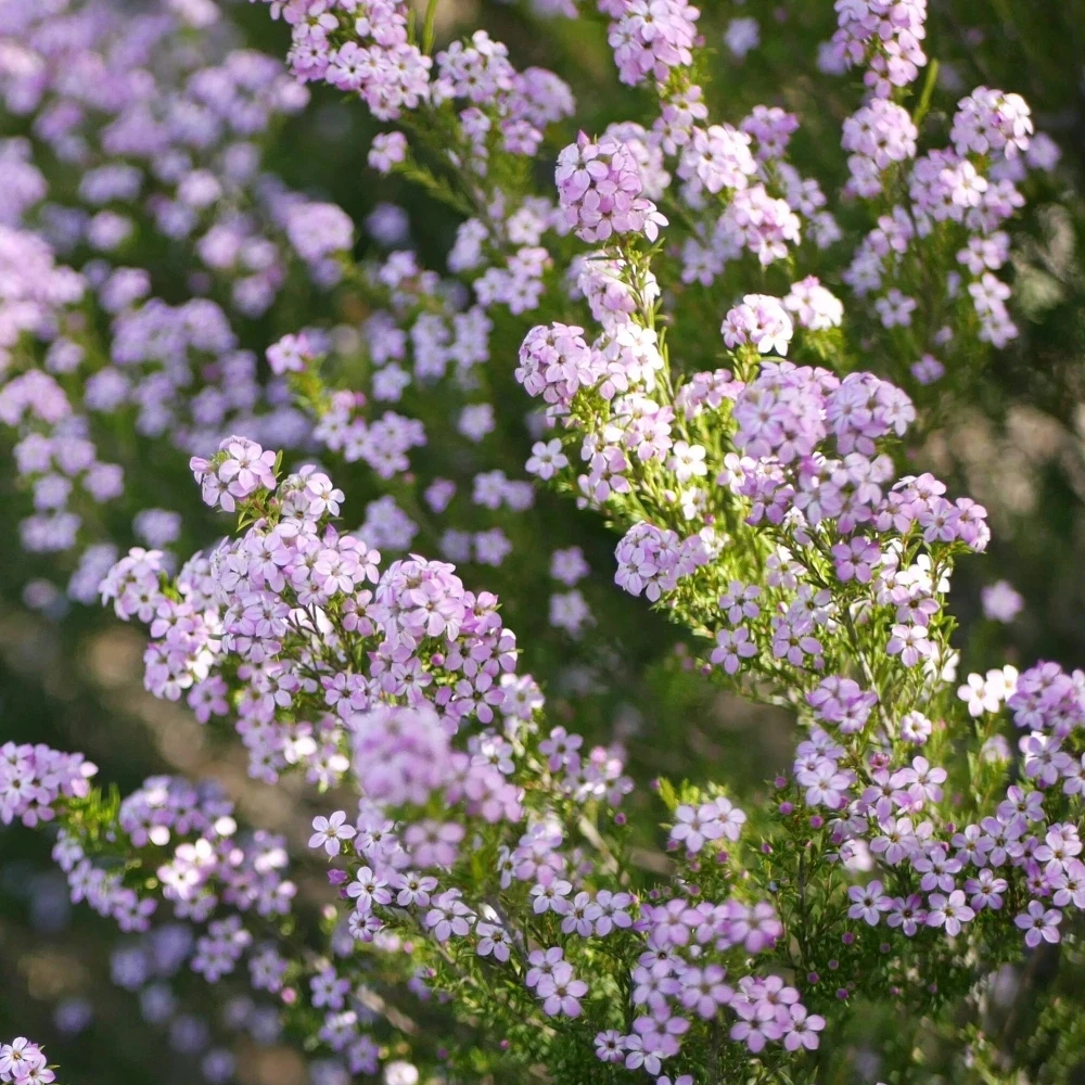 Diosma hirsuta Pink Fountain Diosma Hirsuta Pink Fountain -Garden Plant Seed Store diosma hirsuta pink fountain p7394 52909 image