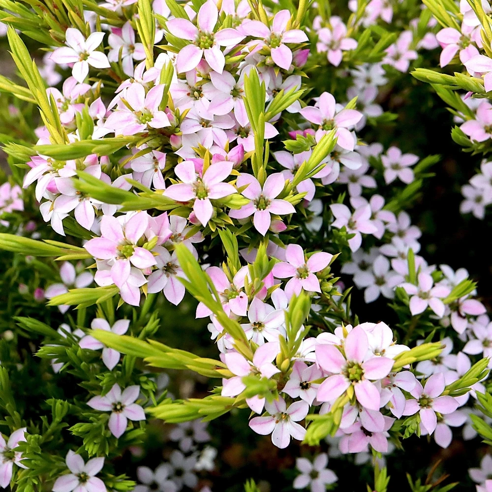 Diosma hirsuta Sunset Gold Diosma Hirsuta Sunset Gold -Garden Plant Seed Store diosma hirsuta sunset gold p7395 52914 image