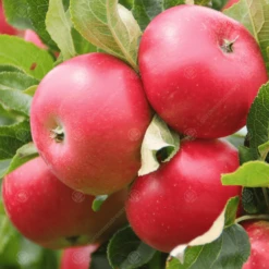 Discovery Apple Tree