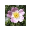 Dog Rose Bare Root Hedge (1ft - 4ft)