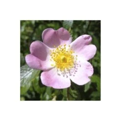 Dog Rose Bare Root Hedge (1ft - 4ft)