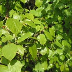 Downy Birch Bare Root Hedge (2ft - 3ft)
