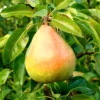 Doyenne Du Comice Pear Tree (Quince)