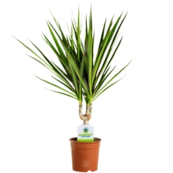 Dracaena Marginata