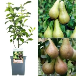 Duo Pear Patio Tree (5L, 2-3ft)