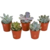 Echeveria Mix (5 Plants)