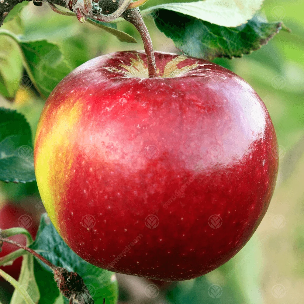 Ellisons Orange Apple Tree Ellisons Orange Apple Tree -Garden Plant Seed Store ellisons orange apple tree p4426 34517 image