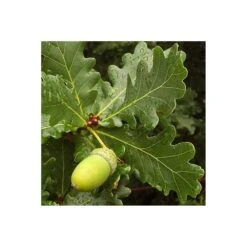 English Oak Bare Root Hedge (1ft - 4ft)