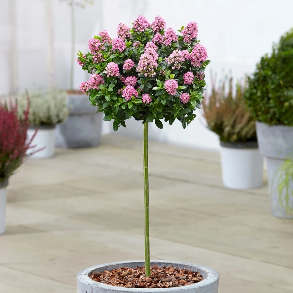 Escallonia Pink Elle Patio Tree Escallonia Pink Elle Patio Tree -Garden Plant Seed Store escallonia pink elle patio tree p7585 54310 image