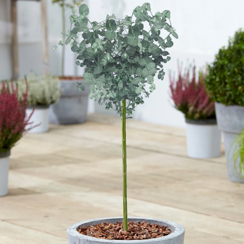 Eucalyptus gunnii Patio Tree Eucalyptus Gunnii Patio Tree -Garden Plant Seed Store eucalyptus gunnii patio tree p4787 37836 image