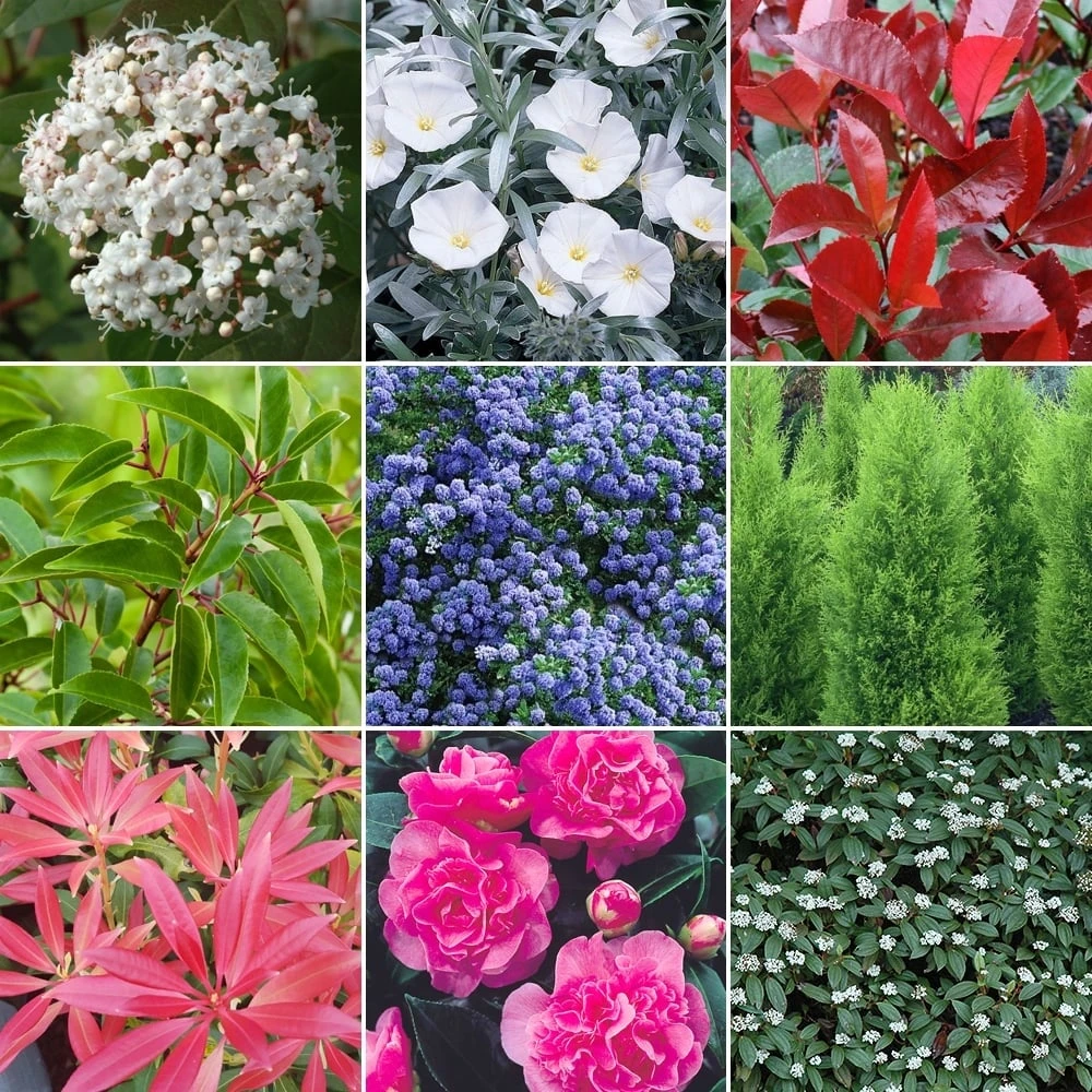 Evergreen Shrub Mix (10 Plants) Evergreen Shrub Mix (10 Plants) -Garden Plant Seed Store evergreen shrub mix 10 plants p2844 15507 image