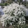 Exochorda Macrantha The Bride - Pearlbush (9cm)