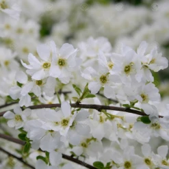 Exochorda X Macrantha "The Bride" Tree