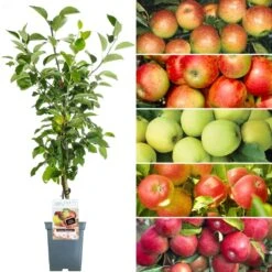 Family Apple Patio Tree (5L, 2-3ft)