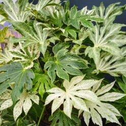 Fatsia Spiders Web