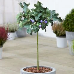 Ficus Brown Turkey Patio Tree