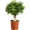 Ficus Dark Green Kinky Stem
