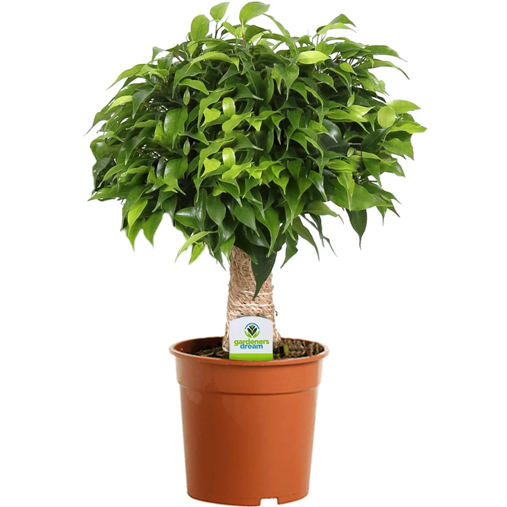 Ficus Dark Green Kinky Stem Ficus Dark Green Kinky Stem -Garden Plant Seed Store ficus dark green kinky stem p1355 35283 image