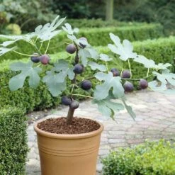 Ficus Little Miss Figgy