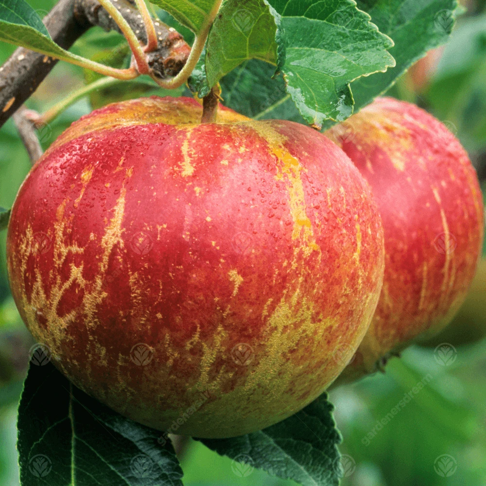 Fiesta Apple Tree Fiesta Apple Tree -Garden Plant Seed Store fiesta apple tree p4443 34626 image
