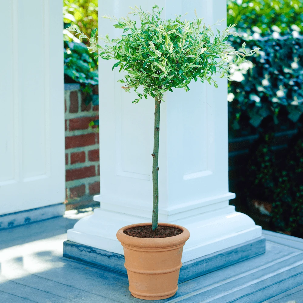 Flamingo Willow Patio Tree Flamingo Willow Patio Tree -Garden Plant Seed Store flamingo willow patio tree p6475 47487 image