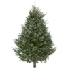 Fraser Fir Fresh Cut Christmas Trees