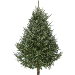 Fraser Fir Fresh Cut Christmas Trees