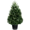 Fraser Fir Pot Grown Christmas Trees