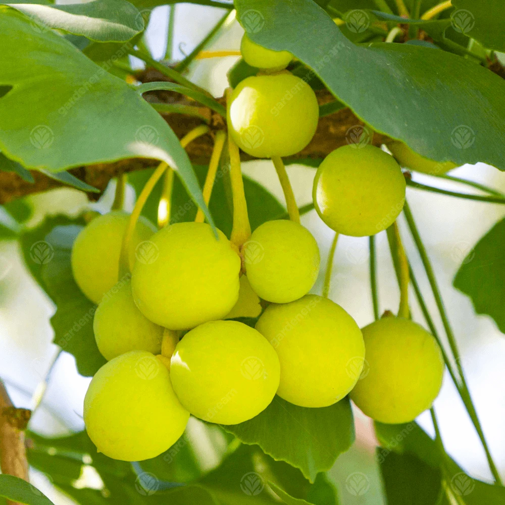 Ginkgo biloba Tree Ginkgo Biloba Tree -Garden Plant Seed Store ginkgo biloba tree p3996 33864 image