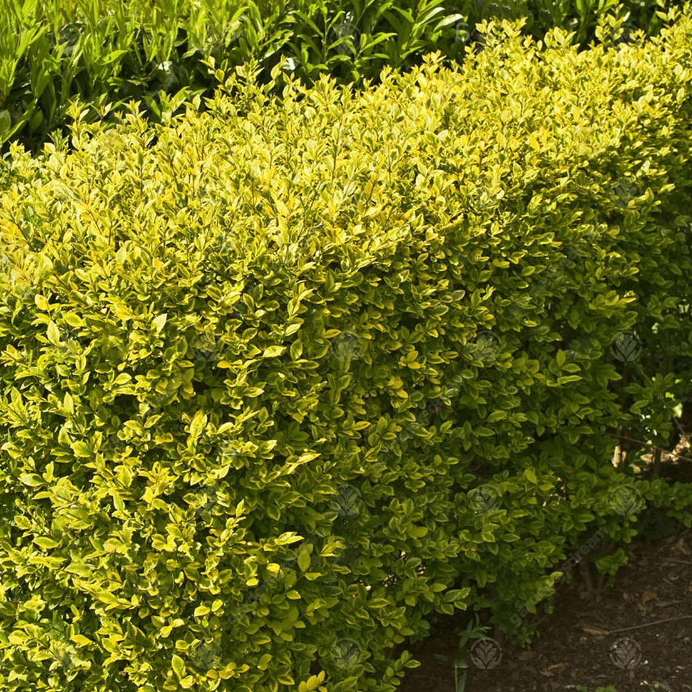 Golden Privet Bare Root Hedge (1ft - 3ft) Golden Privet Bare Root Hedge (1ft - 3ft) -Garden Plant Seed Store golden privet bare root hedge 1ft 3ft p7154 51337 image