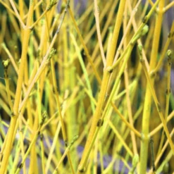 Golden-Twig Dogwood Bare Root Hedge (1ft - 3ft)