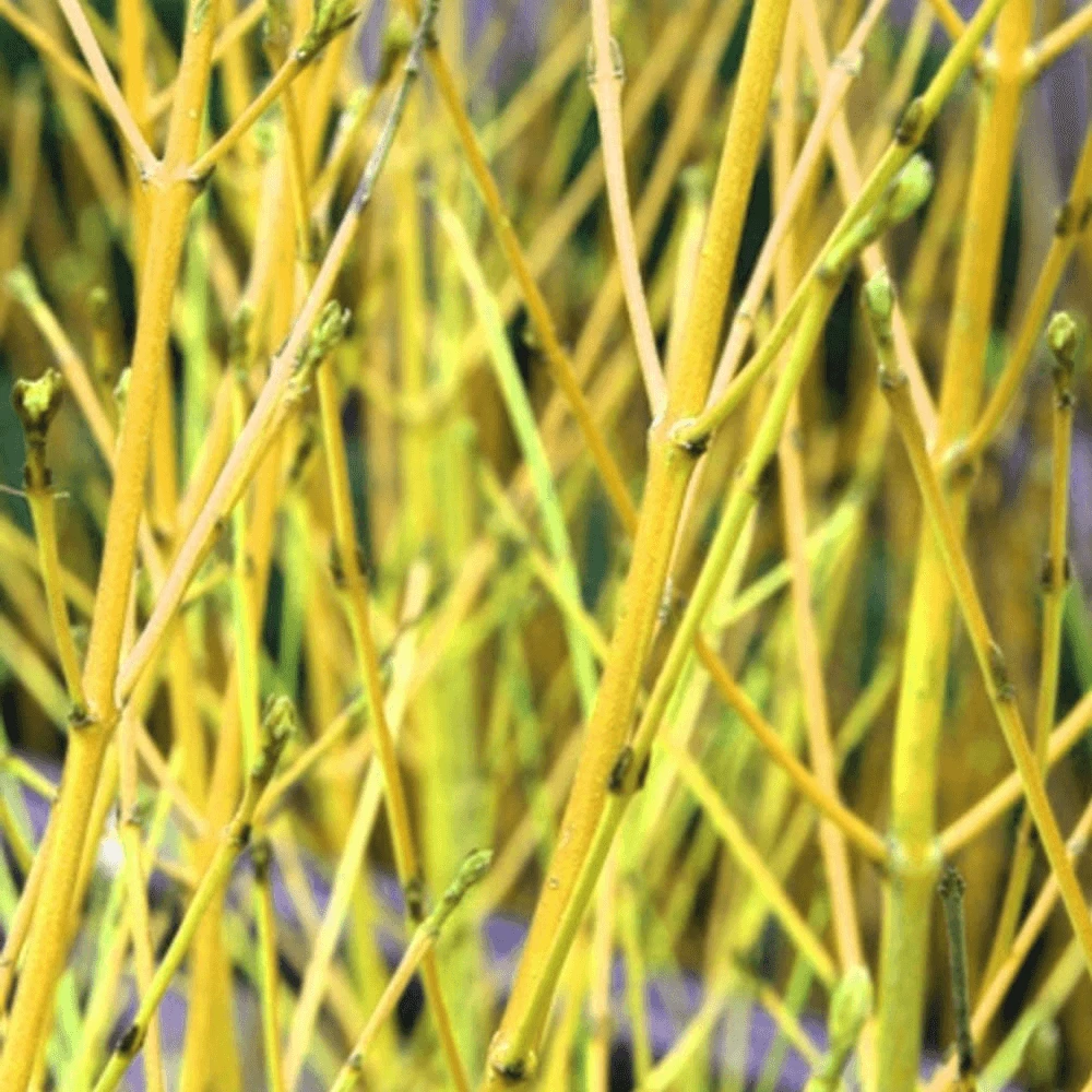 Golden-Twig Dogwood Bare Root Hedge (1ft - 3ft) Golden-Twig Dogwood Bare Root Hedge (1ft - 3ft) -Garden Plant Seed Store golden twig dogwood bare root hedge 1ft 3ft p7147 51297 image