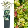 Gooseberry - Ribes Uva-crispa Hinnonmaki Green