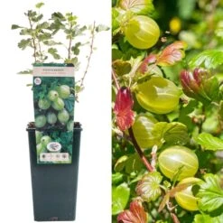 Gooseberry - Ribes Uva-crispa Hinnonmaki Green