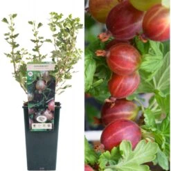 Gooseberry - Ribes Uva-crispa Hinnonmaki Red