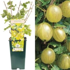 Gooseberry - Ribes Uva-crispa Hinnonmaki Yellow