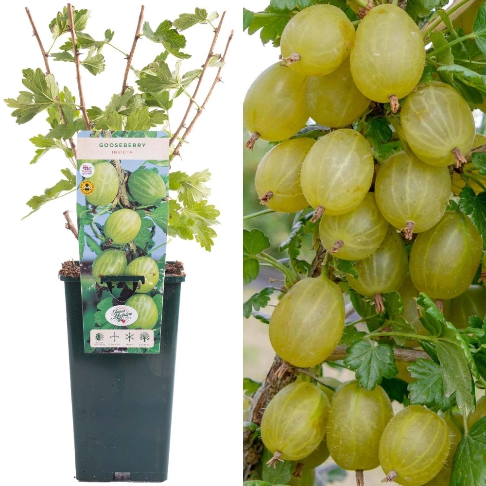 Gooseberry - Ribes uva-crispa Invicta (3L) Gooseberry - Ribes Uva-crispa Invicta (3L) -Garden Plant Seed Store gooseberry ribes uva crispa invicta 3l p6034 45407 image