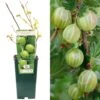Gooseberry - Ribes Uva-crispa Mucurines