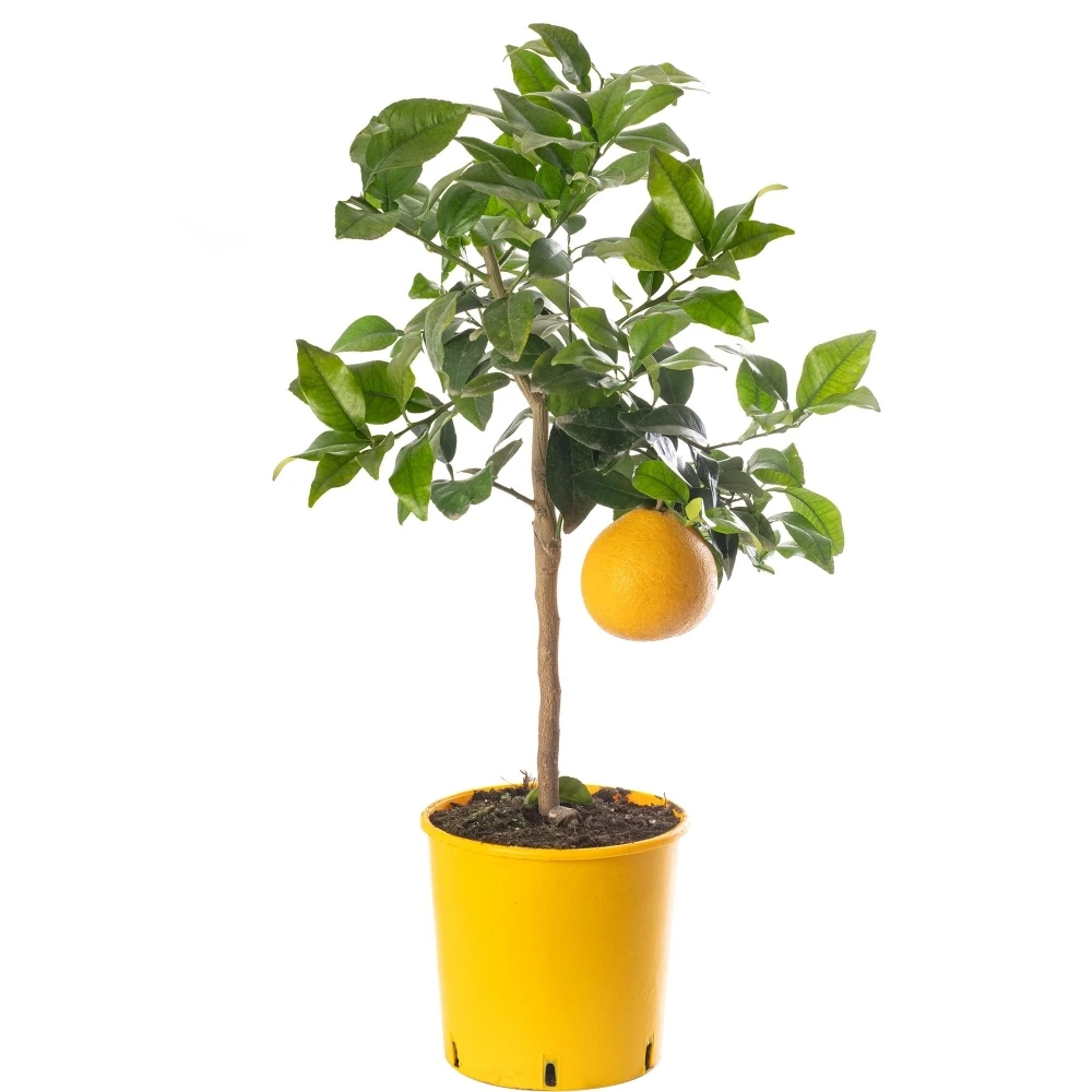 Grapefruit Tree Grapefruit Tree -Garden Plant Seed Store grapefruit tree p7368 52785 image