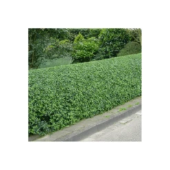 Green Privet Bare Root Hedge (1ft - 4ft)
