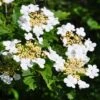 Guelder Rose Bare Root Hedge (1ft - 3ft)