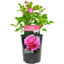 Happy Mothers Day Rose - Gift For Mum