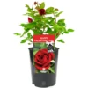 Happy Valentines Day Rose - With Love Gift