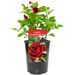 Happy Valentines Day Rose - With Love Gift