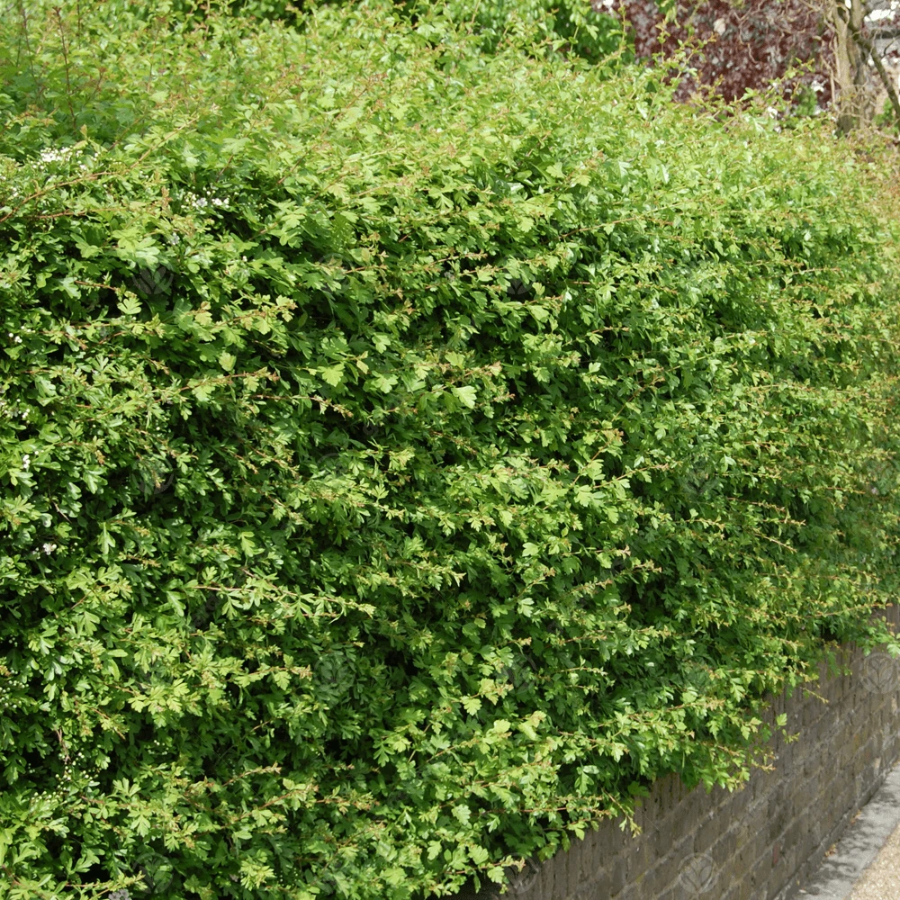 Hawthorn Bare Root Hedge (1ft - 4ft) Hawthorn Bare Root Hedge (1ft - 4ft) -Garden Plant Seed Store hawthorn bare root hedge 1ft 4ft p7150 51317 image