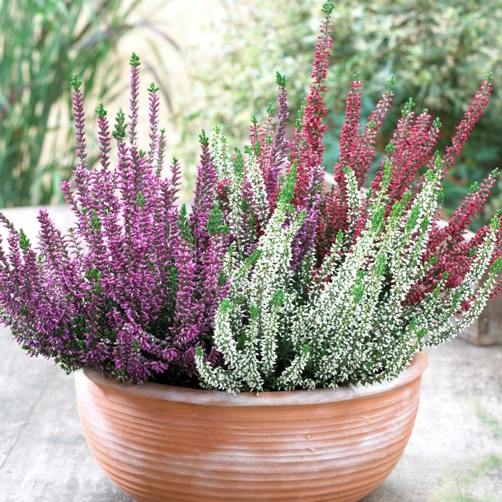 Heather calluna Beauty Ladies Trio Heather Calluna Beauty Ladies Trio -Garden Plant Seed Store heather calluna beauty ladies trio p5986 45282 image