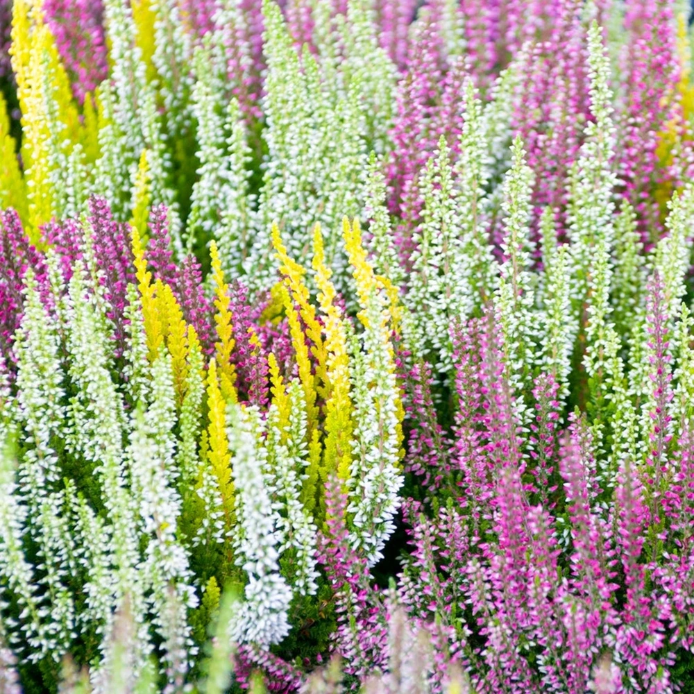 Heather Collection Heather Collection -Garden Plant Seed Store heather collection p5985 45278 image