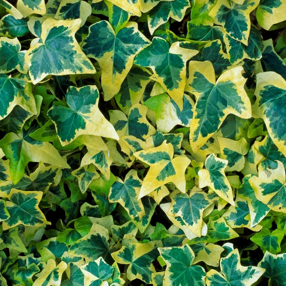 Hedera Goldchild Hedera Goldchild -Garden Plant Seed Store hedera goldchild p5393 41268 image