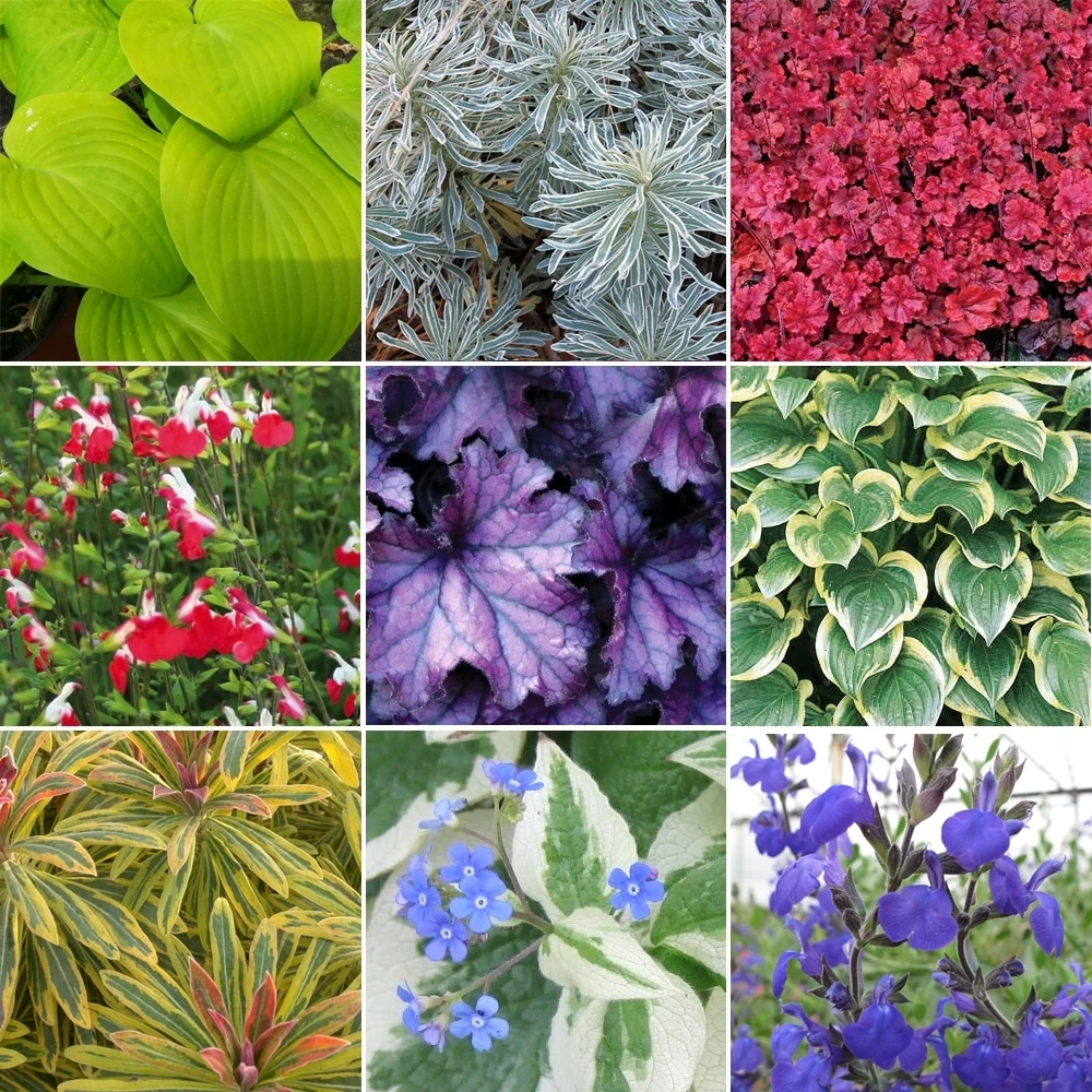 Herbaceous Mix (10 Plants) Herbaceous Mix (10 Plants) -Garden Plant Seed Store herbaceous mix 10 plants p2839 30030 image