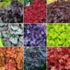 Heuchera Mix (3 Plants)